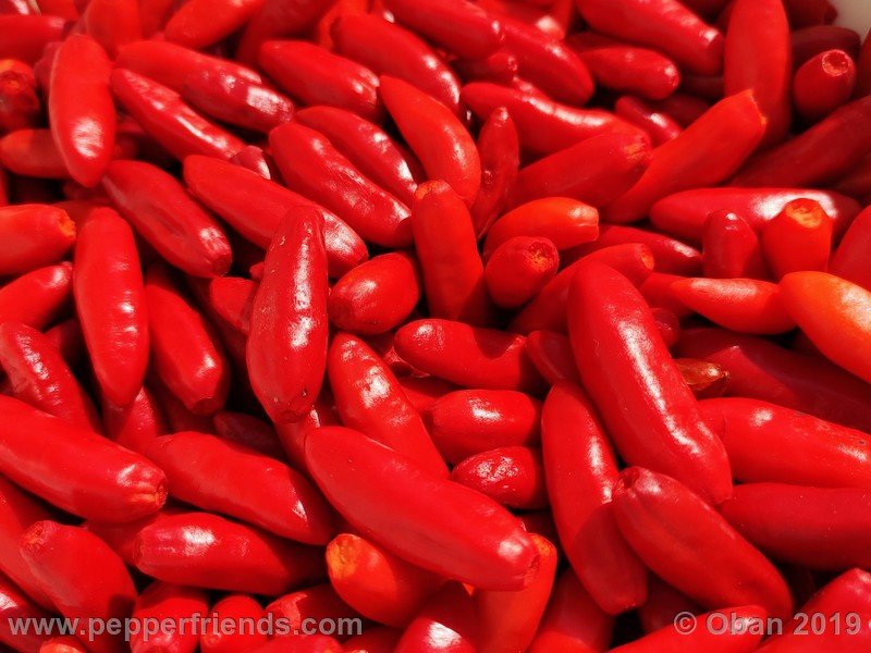 tabasco-greenleaf_003_frutto_17.jpg