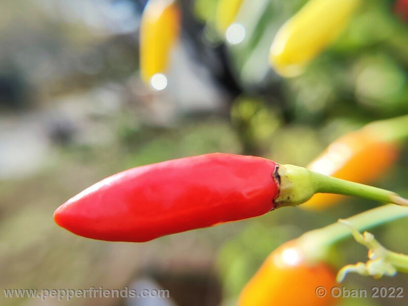 tabasco-greenleaf_004_11_96750751_Peperoncini2022-1183.jpg