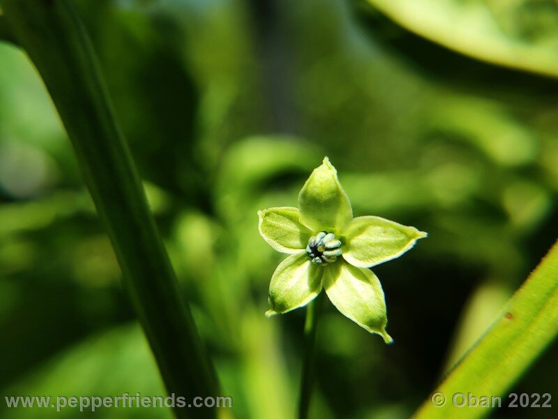 tabasco-greenleaf_004_8_376194193_Peperoncini2022-0790.jpg