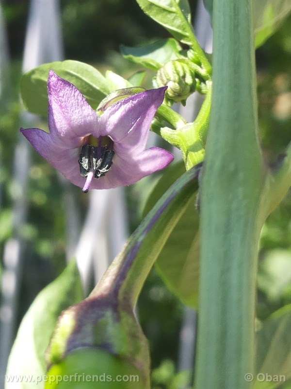 tanzanian-black_001_fiore_01.jpg