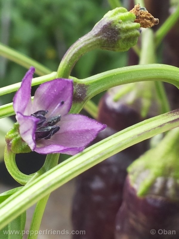 tanzanian-black_001_fiore_02.jpg