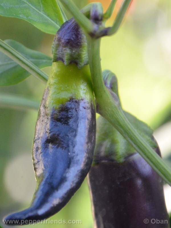 tanzanian-black_001_frutto_02.jpg