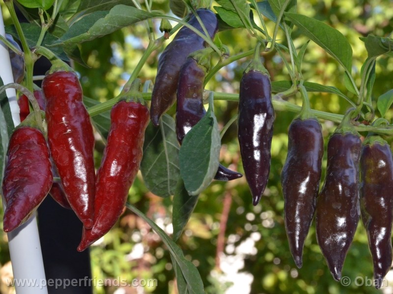 https://www.pepperfriends.org/uploads/tazmanian-black/001/tanzanian-black_001_pianta_14.jpg