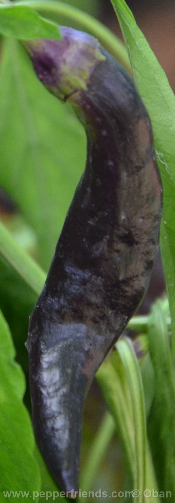 tazmanian-black_001_frutto_06.jpg