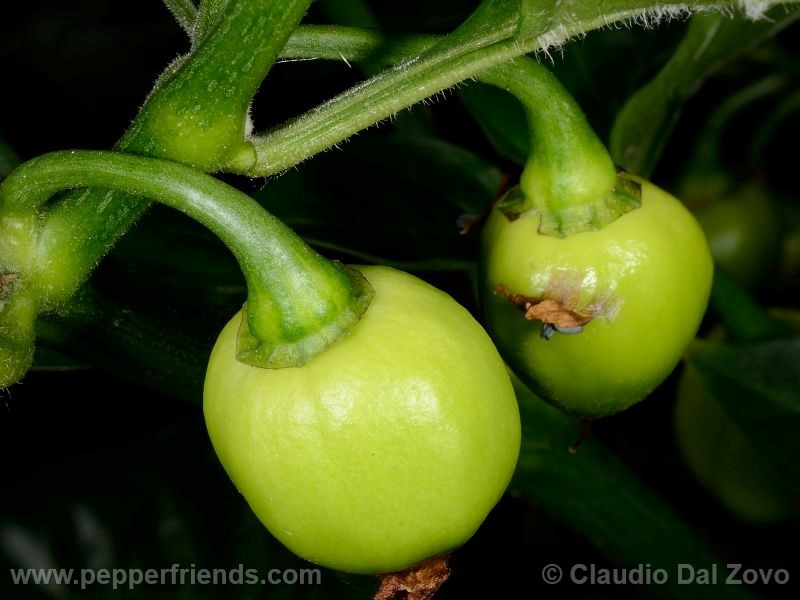 tena_001_frutto_01.jpg