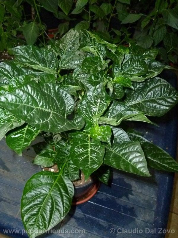 tena_001_pianta_02.jpg