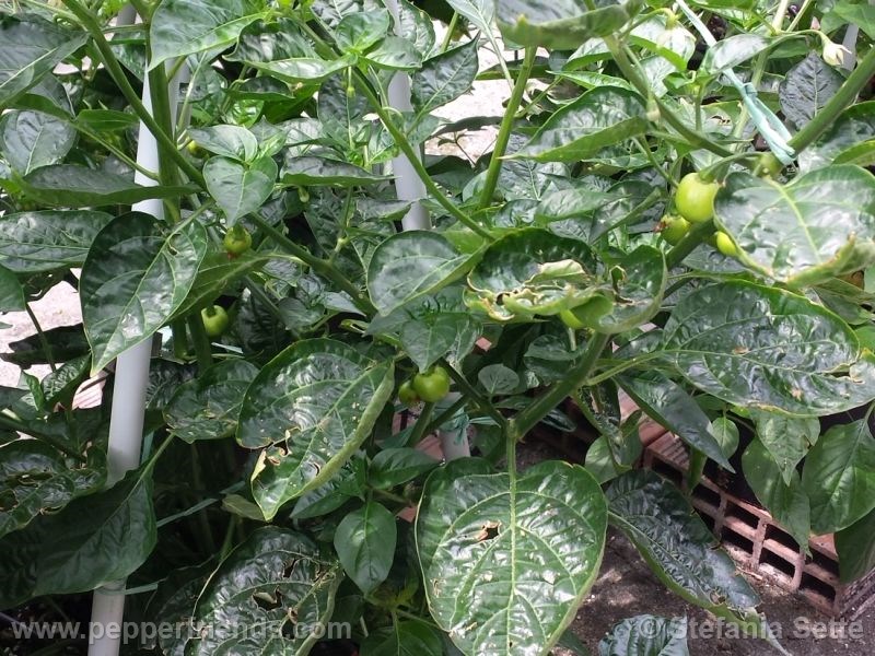 tena_001_pianta_03.jpg