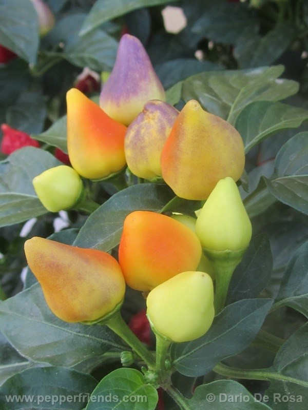 tennesse-tear-drop_001_frutto_01.jpg