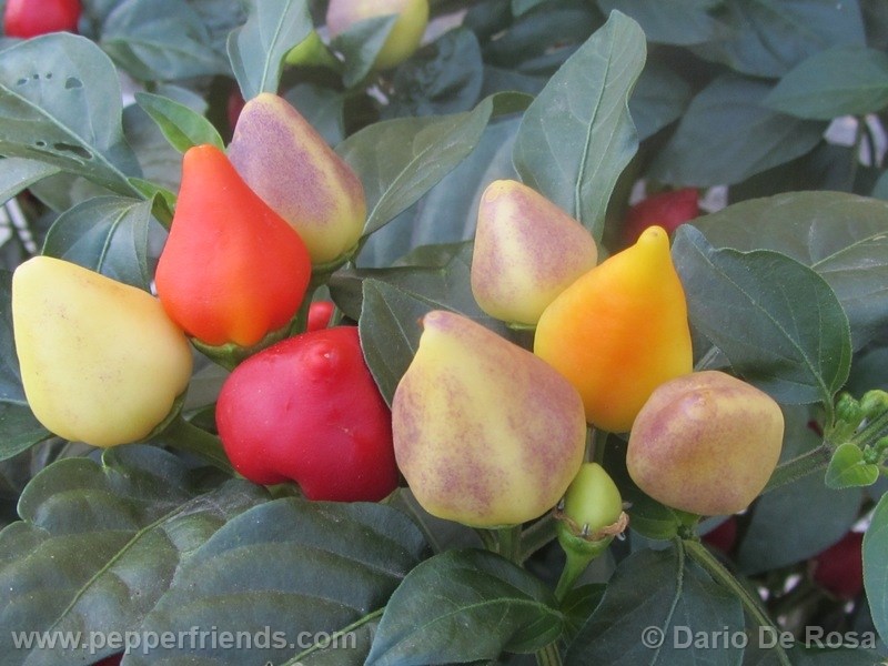 https://www.pepperfriends.org/uploads/tennesse-tear-drop/001/tennesse-tear-drop_001_frutto_03.jpg
