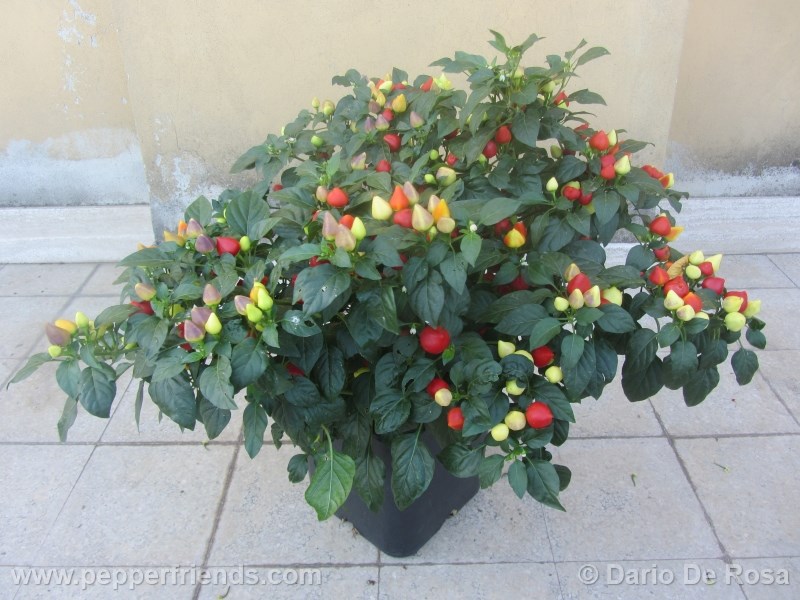tennesse-tear-drop_001_pianta_01.jpg