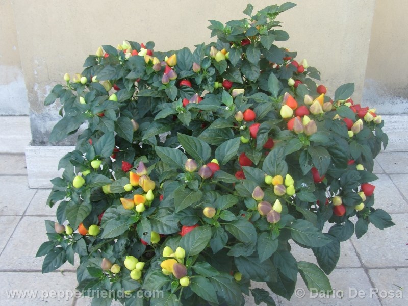 tennesse-tear-drop_001_pianta_02.jpg