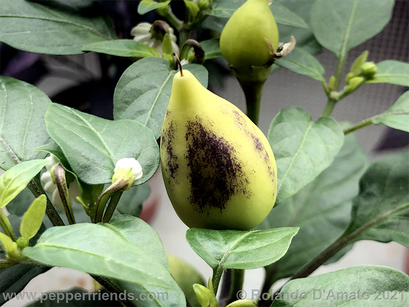 tennesse-tear-drop_002_10_331201128_1(6).png.08e96a2311a57f6f20d647c8d6fe493d.png