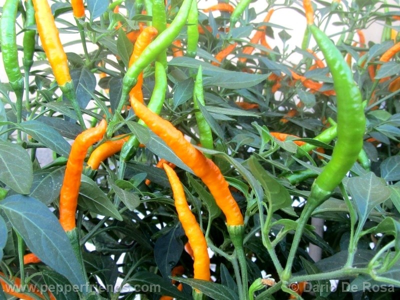 thai-orange_001_frutto_05.jpg
