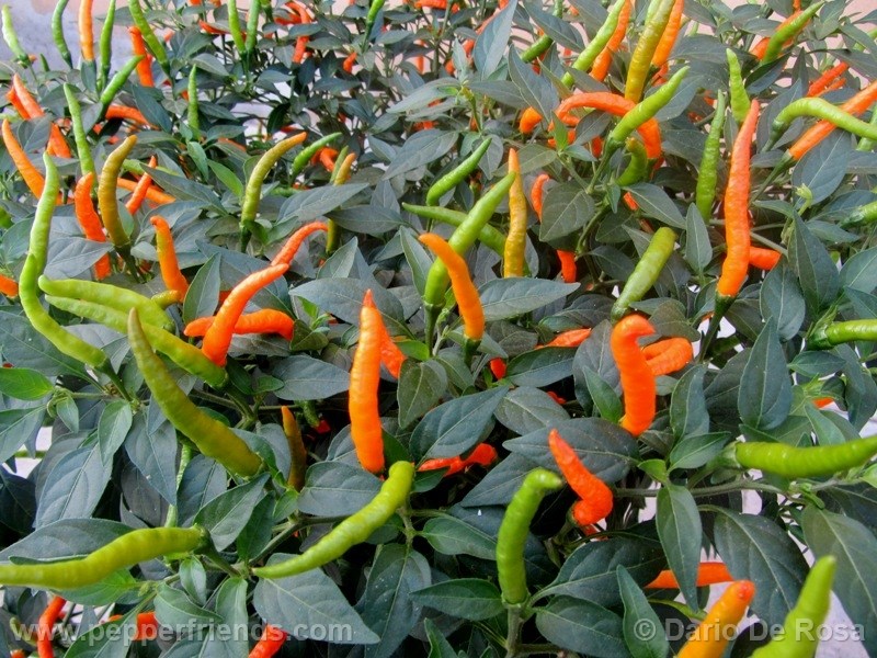 https://www.pepperfriends.org/uploads/thai-orange/001/thai-orange_001_frutto_10.jpg