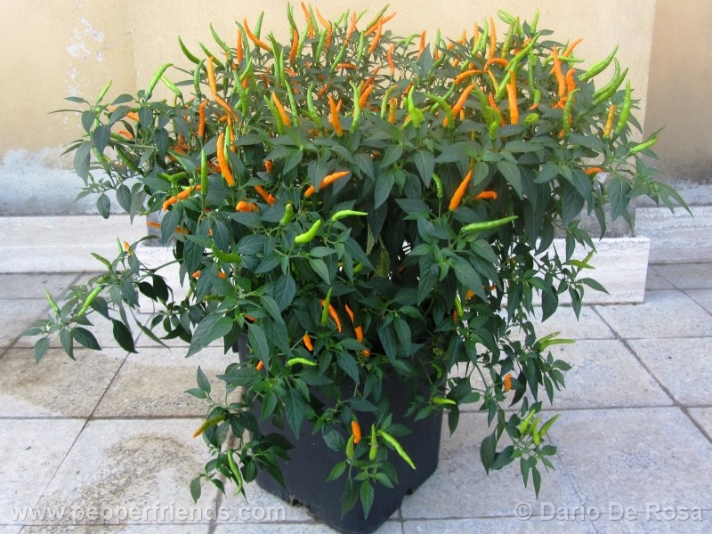 thai-orange_001_pianta_01.jpg