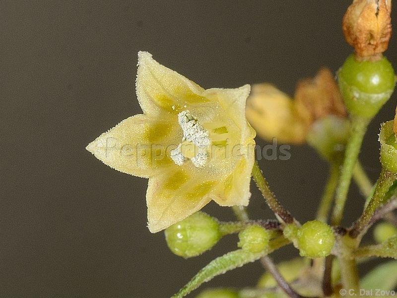 tovarii_001_fiore_01.jpg