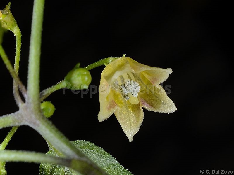 tovarii_001_fiore_02.jpg