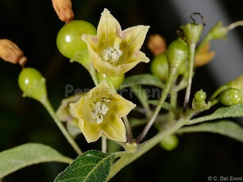 tovarii_001_fiore_03.jpg