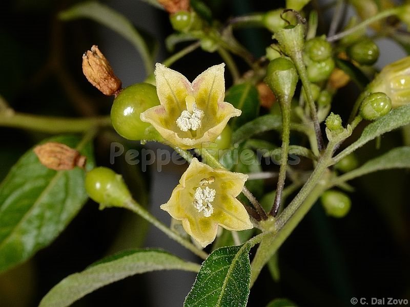 tovarii_001_fiore_04.jpg