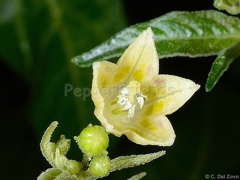 tovarii_001_fiore_05.jpg