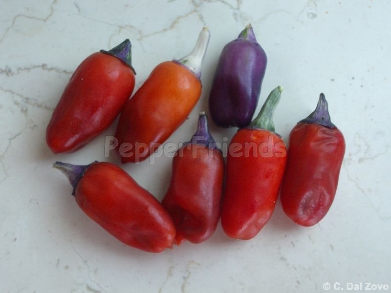 trifetti_000_frutto_02.jpg