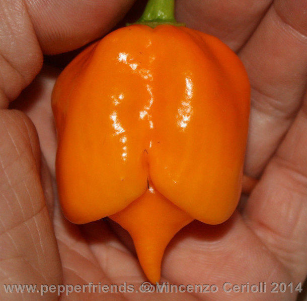 https://www.pepperfriends.org/uploads/trinidad-scorpion-yellow/001/trinidad-scorpion-yellow_001_frutto_01.jpg