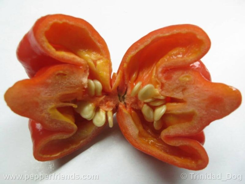 ts-morouga-orange_001_frutto_05.jpg