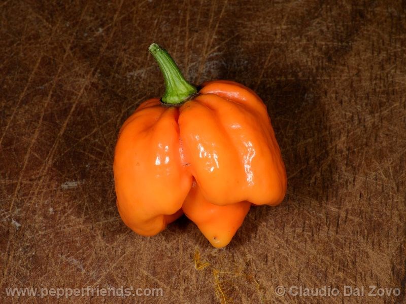 ts-morouga-orange_002_frutto_01.jpg