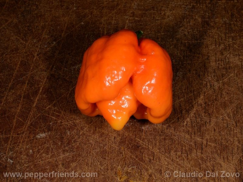 https://www.pepperfriends.org/uploads/ts-morouga-orange/002/ts-morouga-orange_002_frutto_03.jpg