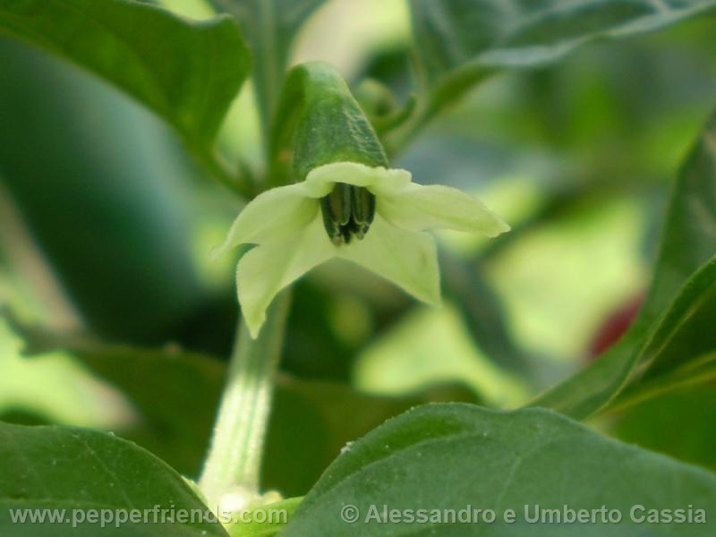 tscorpion-butcht_001_fiore_01.jpg