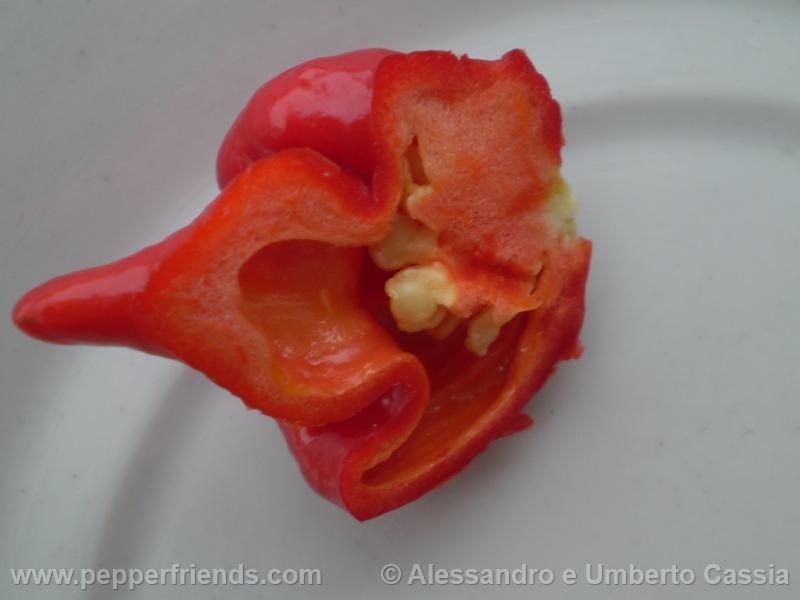 tscorpion-butcht_001_frutto_03.jpg