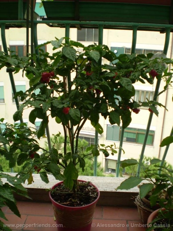 tscorpion-butcht_001_pianta_04.jpg