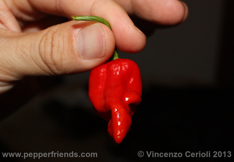 tscorpio-butcht_002_trinidad-scorpion-butch-taylor_002_frutto_01.jpg
