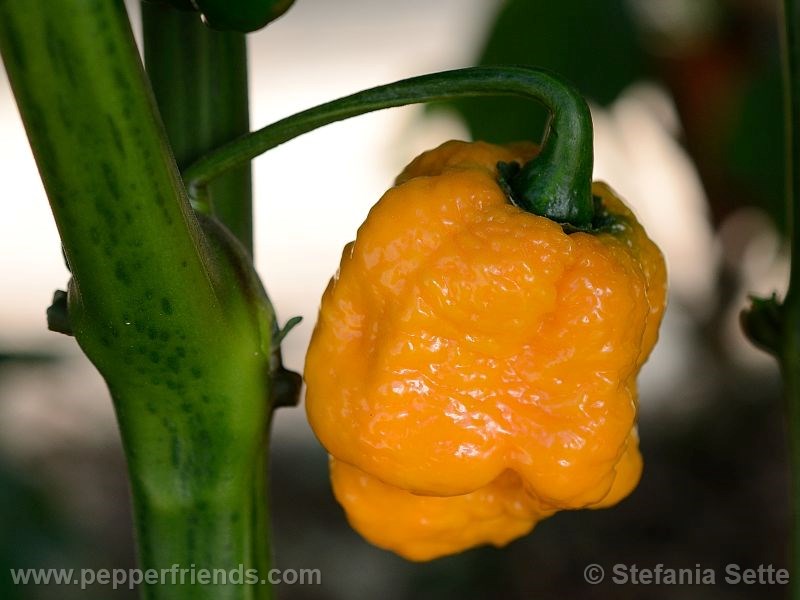 https://www.pepperfriends.org/uploads/tsmorouga-yellow/001/tsmorouga-yellow_001_frutto_07.jpg