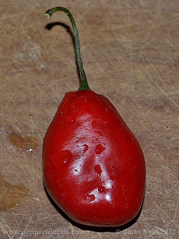 ultrapube-pi-585266_001_frutto_001.jpg