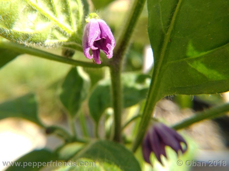 ulupica-XL_001_fiore_01.jpg