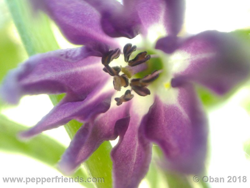 ulupica-XL_001_fiore_03.jpg
