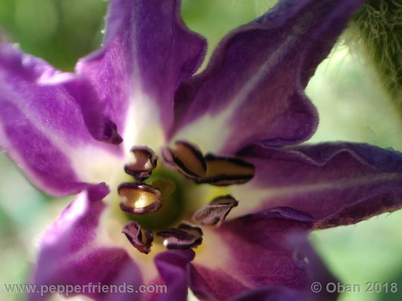 ulupica-XL_001_fiore_05.jpg