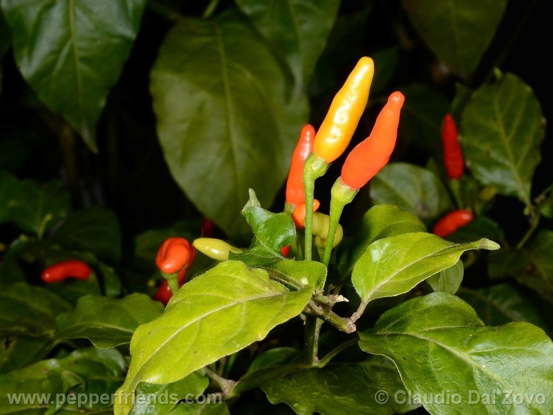 unadepavo_001_pianta_01.jpg