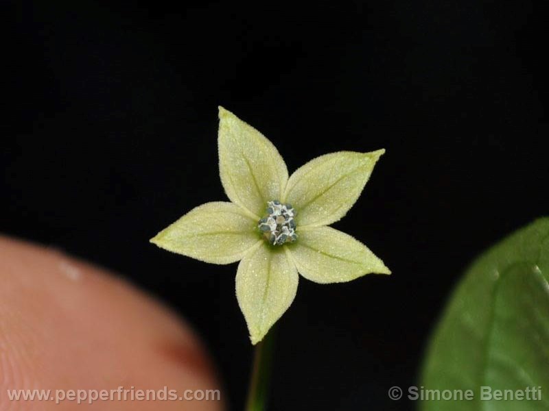 vanuatu_001_fiore_02.jpg