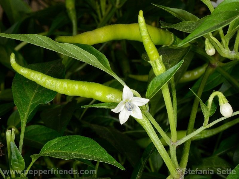 vietnam-lungo-rosso_001_fiore_01.jpg