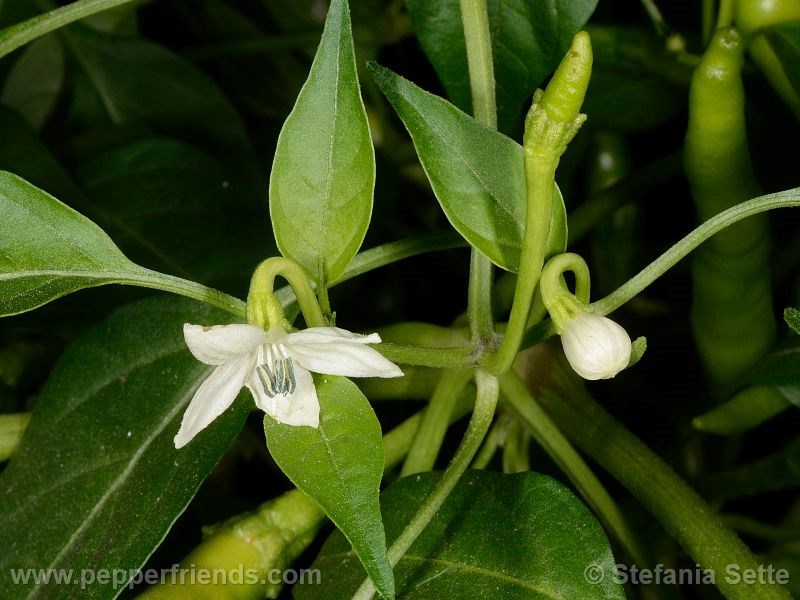 vietnam-lungo-rosso_001_fiore_02.jpg