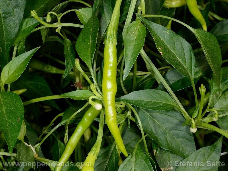 vietnam-lungo-rosso_001_frutto_01.jpg