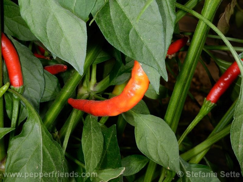 vietnam-lungo-rosso_001_frutto_02.jpg