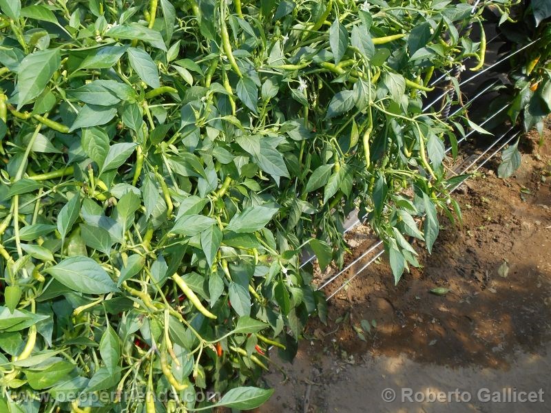 vietnam-lungo-rosso_002_pianta_01.jpg