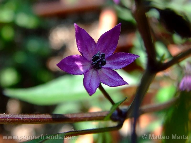 violetta_001_fiore_01.jpg