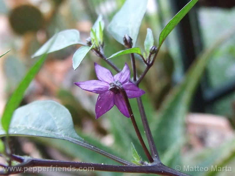 violetta_001_fiore_02.jpg