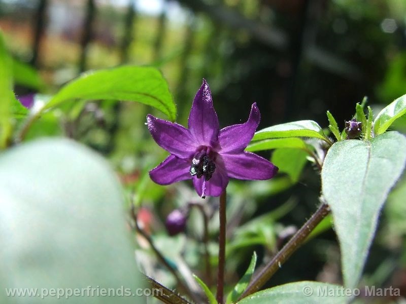 violetta_001_fiore_03.jpg
