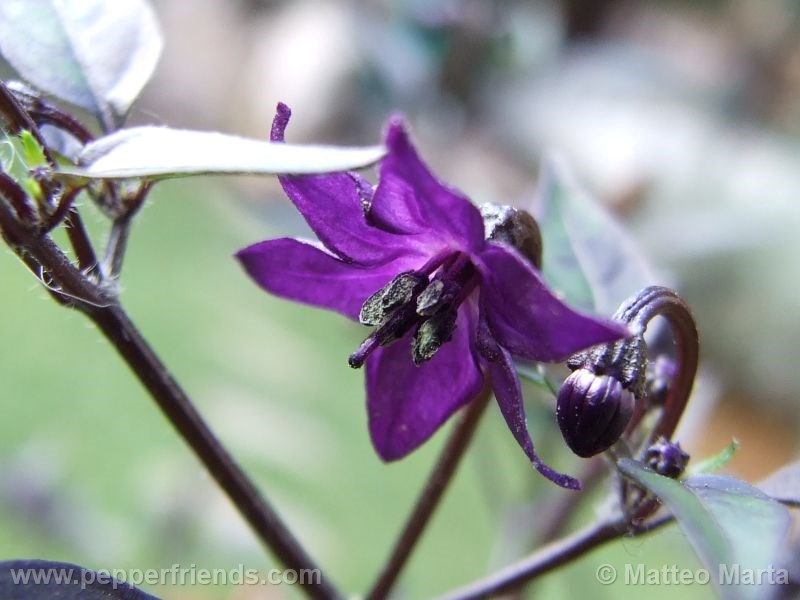 violetta_001_fiore_04.jpg