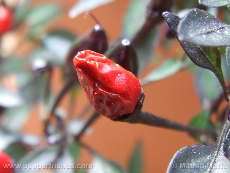 violetta_001_frutto_02.jpg